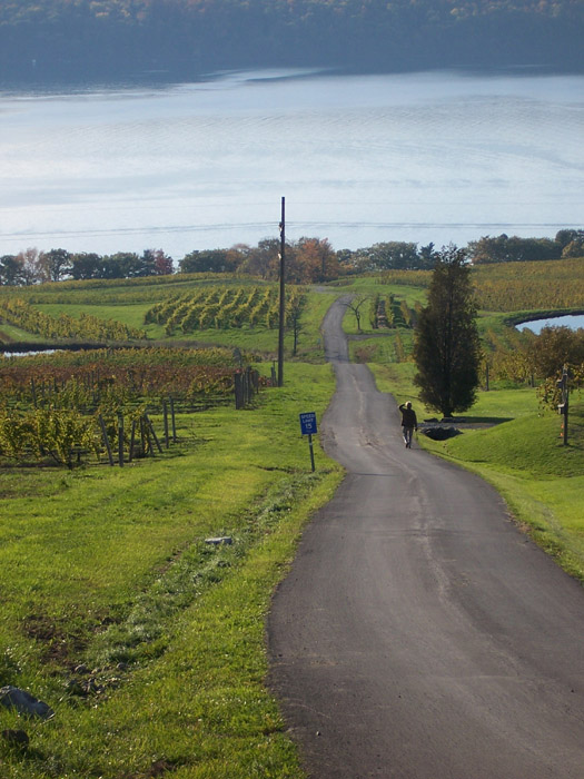Vineyards winding down to Seneca Lake - near Hector, NY