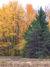 meliora 2005