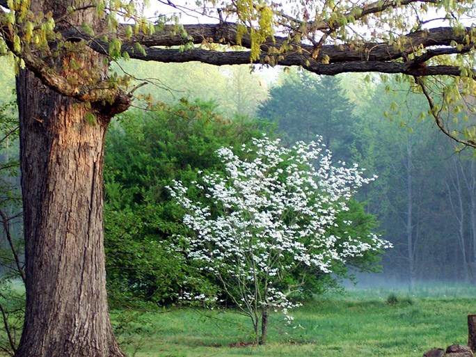 Our home's backyard in Vale