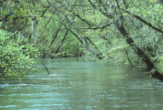 Black River, Oaklyn Plantation - Darlington, SC