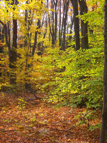 Allegheny Plateau
