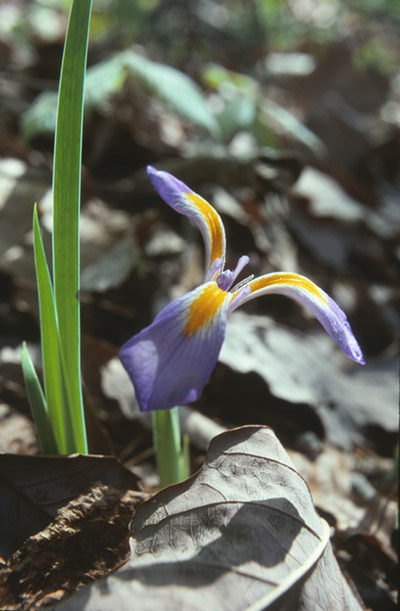 wild lily, spr.1993 - Vale, NC