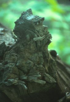 an Elder hiding In the Wood