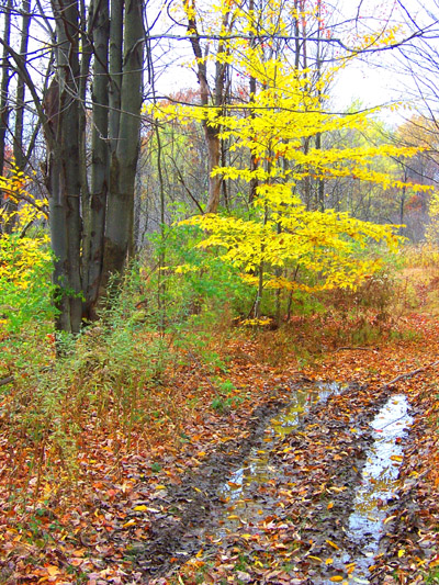forested cartway - Kane, PA