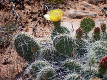 Desert Mesa