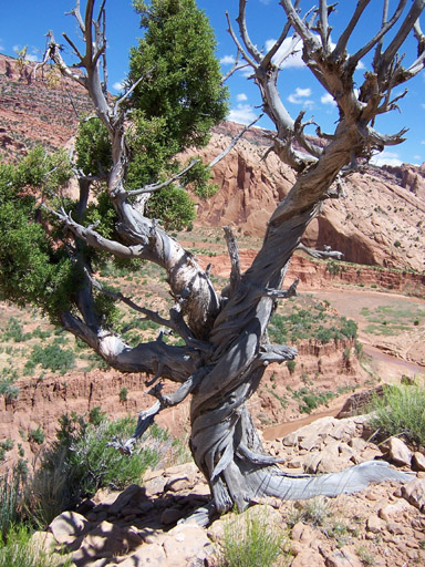twisted desert tree